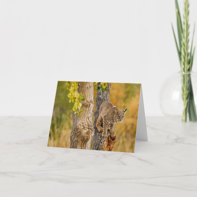 Carte Bobcat (Devant)