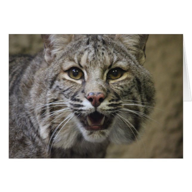 Carte Bobcat étonnante (Devant Horizontal)