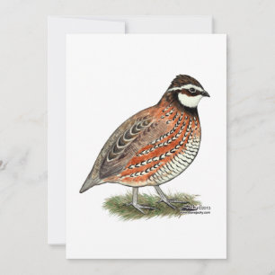 Carte Bobwhite Quail