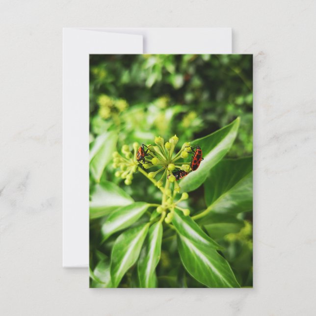 Carte bogues sur vert (Devant)