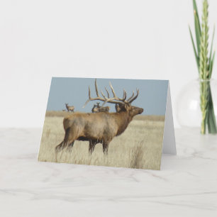 Carte Boîtier de troupeau E4 Bull Elk