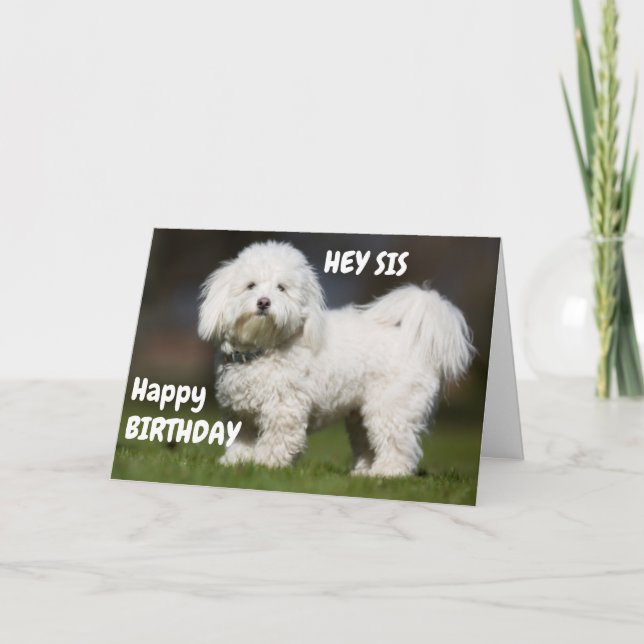 CARTE BON CHIEN POUR L'ANNIVERSAIRE DE MA SOEUR (Devant)