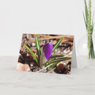 Carte Bon Printemps ! Crocus pourpre