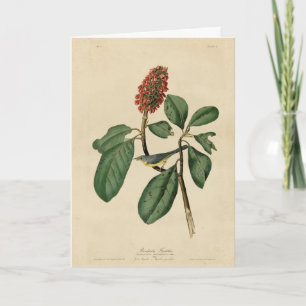 Carte Bonaparte's Flycatcher, Audubon's Birds of America