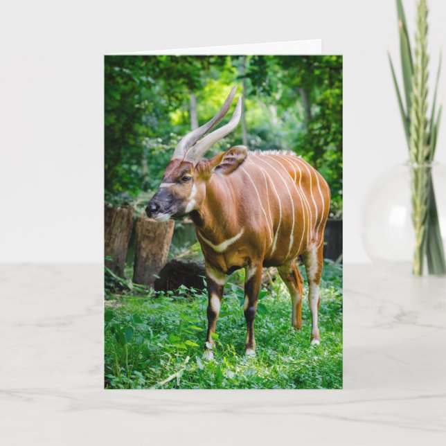 Carte Bongo Antelope (Devant)