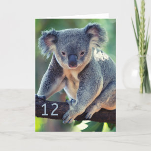 Carte Bonne 12e anniversaire Australian Koala Greeting C