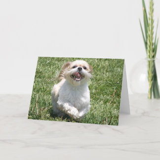 Carte Bonne exécution Shih Tzu
