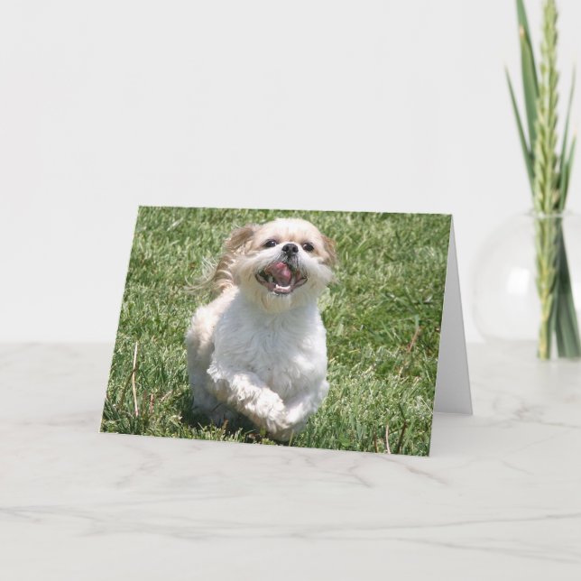 Carte Bonne exécution Shih Tzu (Devant)