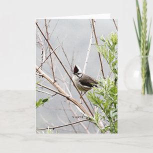Carte Bonne journée des cheveux/Taiwan Yuhina Bird migno