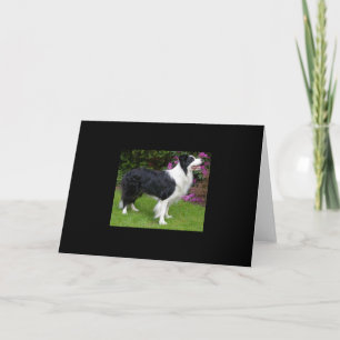 Carte Border Collie Animal Chien Mignon Cadeau Destin