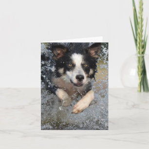 Carte border collie courant dans l'eau