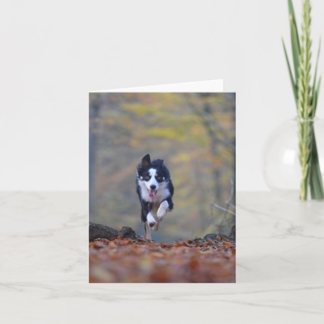 Carte border collie courant dans les bois (Devant)
