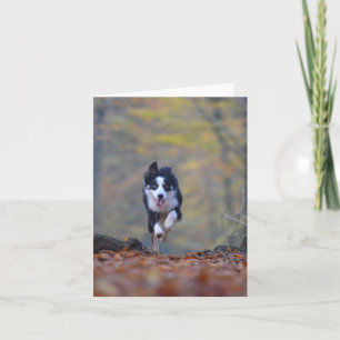 Carte border collie courant dans les bois
