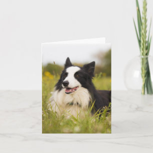 Carte border collie dans les fleurs sauvages
