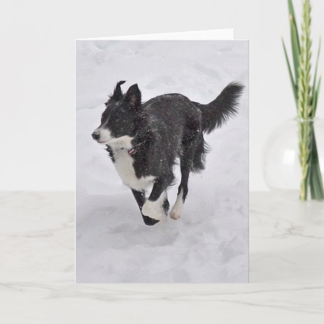Carte - border collie fonctionnant par la neige (Devant)