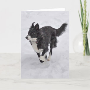 Carte - border collie fonctionnant par la neige