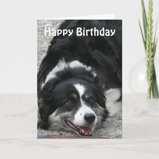 Carte Border Collie Joyeux Anniversaire Zazzle Fr