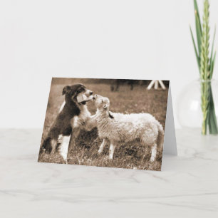 Carte Bordure Collie et agneau~Carte photo