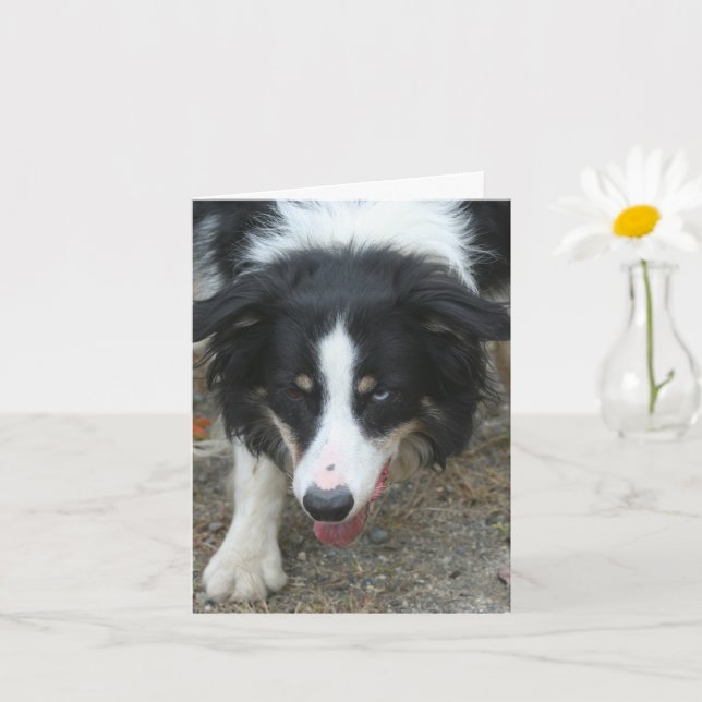 Carte Bordure Collie Stare Chien note personnalisée (Petite plante)