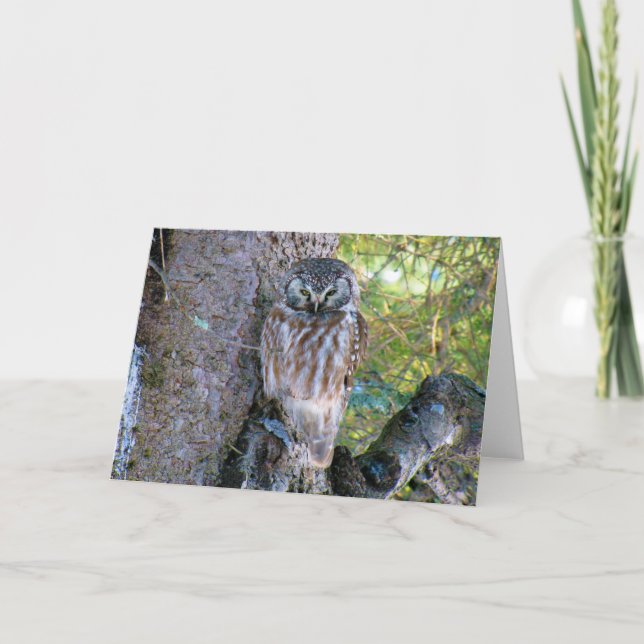 Carte Boreal Owl Closeup Photo (Devant)