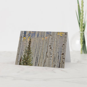 Carte Bosquets d'aspens en automne   Montagnes Rocheuses