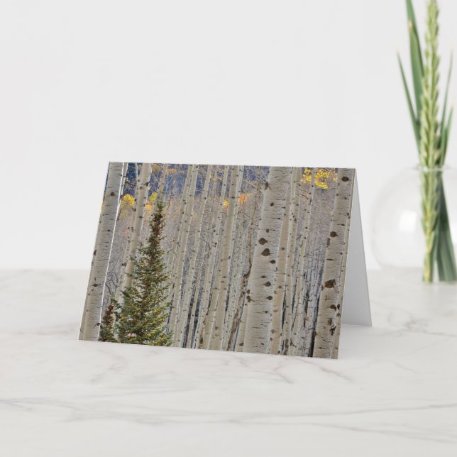 Carte Bosquets d'aspens en automne | Montagnes Rocheuses (Devant)