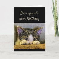 Boss can't Hide It's Birthday Cute Kitten