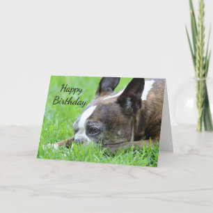 Carte Boston Terrier