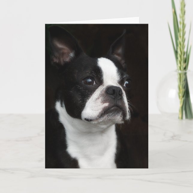 Carte Boston Terrier (Devant)