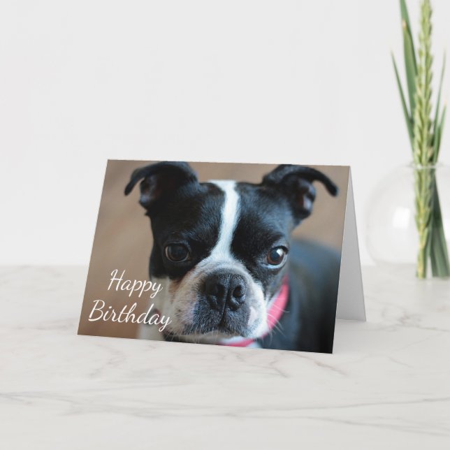 Carte Boston Terrier (Devant)