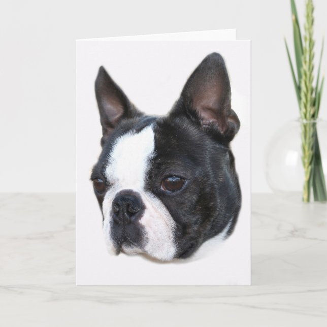 Carte Boston Terrier (Devant)