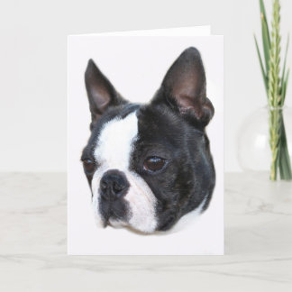 Carte Boston Terrier