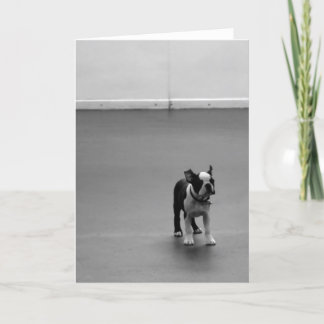 Carte Boston Terrier Puppy