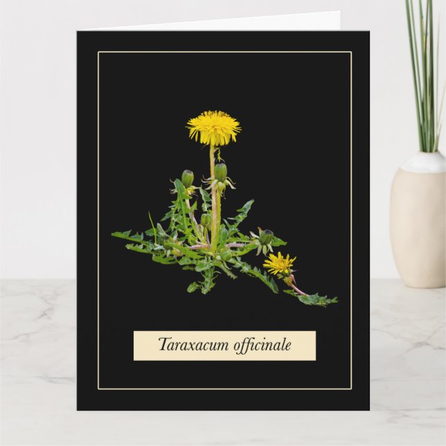 Carte Botanique de Dandelion (Devant)