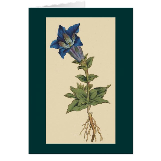 Carte botanique vintage de fleur (Devant)