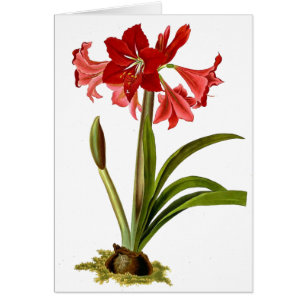 Carte botanique vintage de fleurs