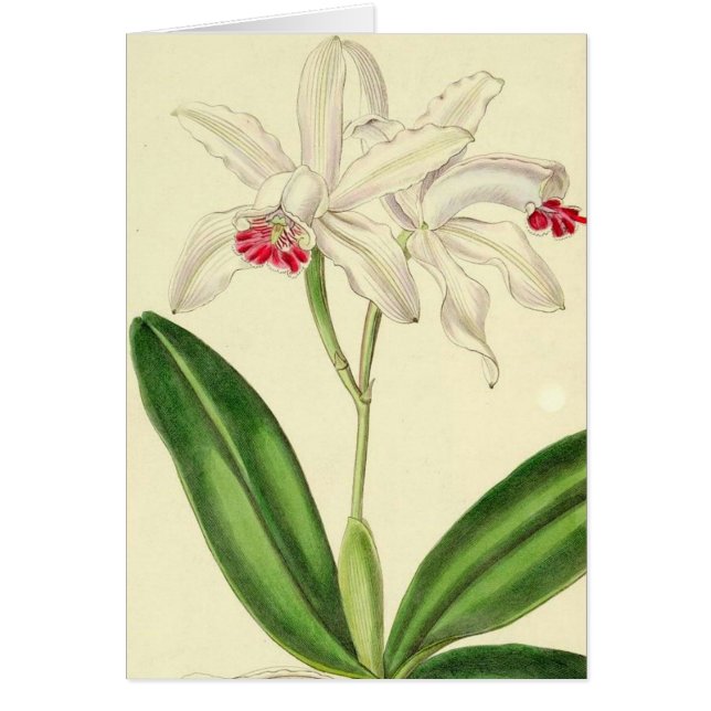 Carte botanique vintage d'orchidées (Devant)