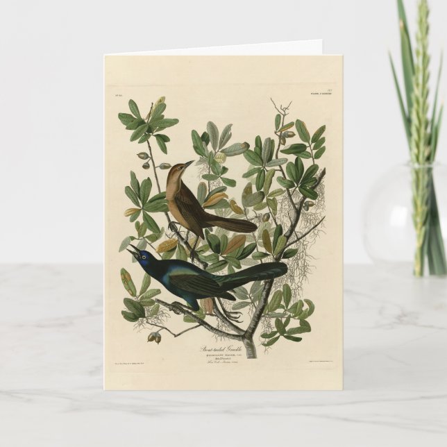 Carte Bouche à queue de bateau - Audubon's Birds of Amer (Devant)
