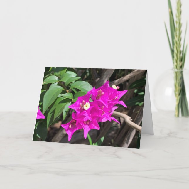 Carte Bougainvilliers roses vierge (Devant)