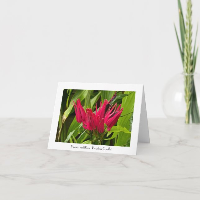 Carte Bougies brésiliennes inhabituelles Salutation Merc (Devant)