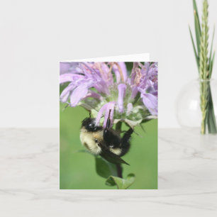 Carte Bourdon sur baume à abeilles Fleur Photographie No
