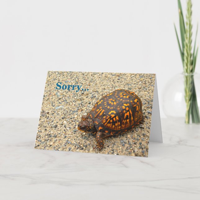 Carte Box Turtle Désolé Anniversaire tardif (Devant)