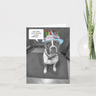 Carte Boxer Casquette Birthday Brindle