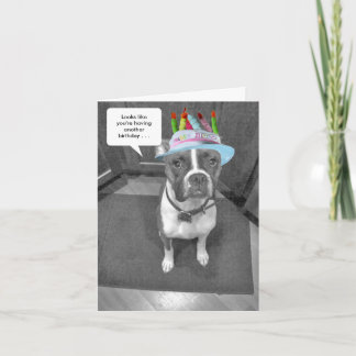 Carte Boxer Casquette Birthday Brindle