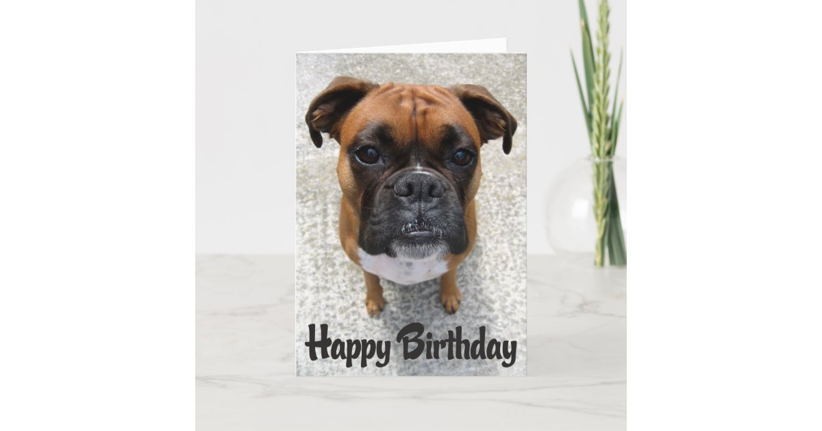 Image carte  anniversaire  avec chien  boxer  885535 Carte  
