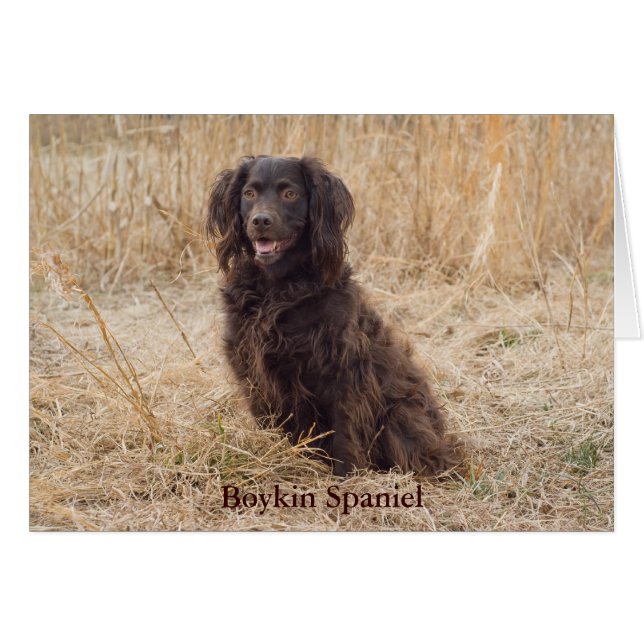 Carte Boykin Spaniel (Devant horizontal)