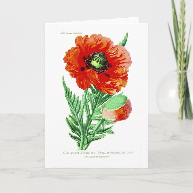 Carte Bracteatum papaver (Devant)