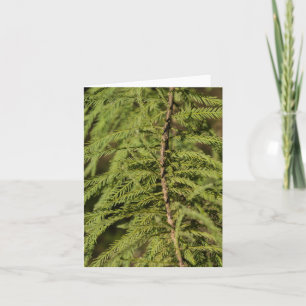 Carte Branche Cypress Bald