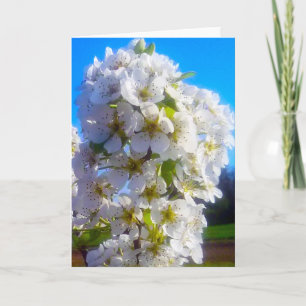 Carte Branche de poirier en fleurs blanches au printemps