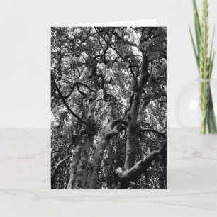 Carte Branches d'Arbre Sombres Photographie de la Nature